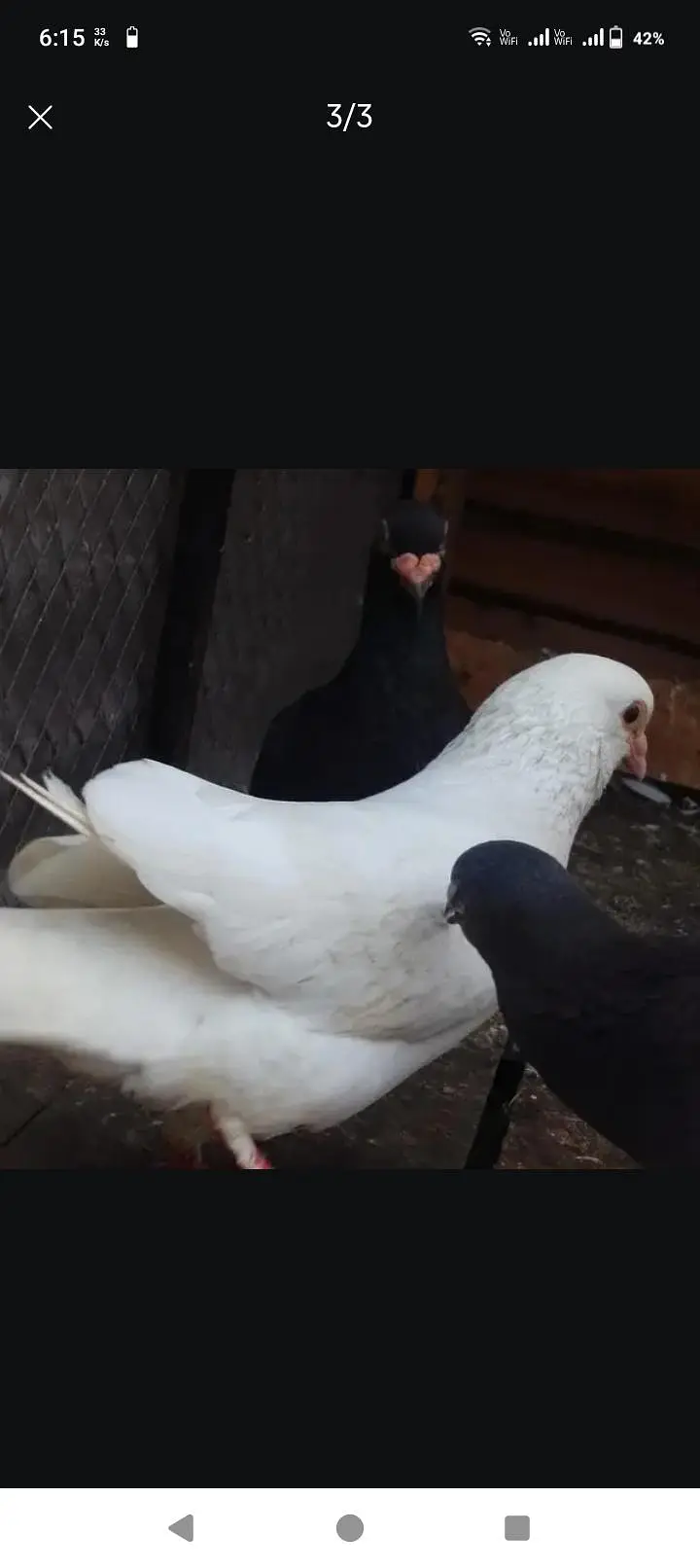 sherazi white male — photo 2