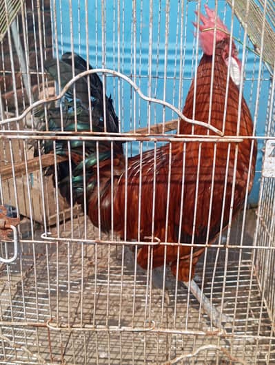 hen sale