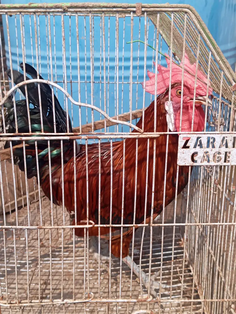 hen sale — photo 2