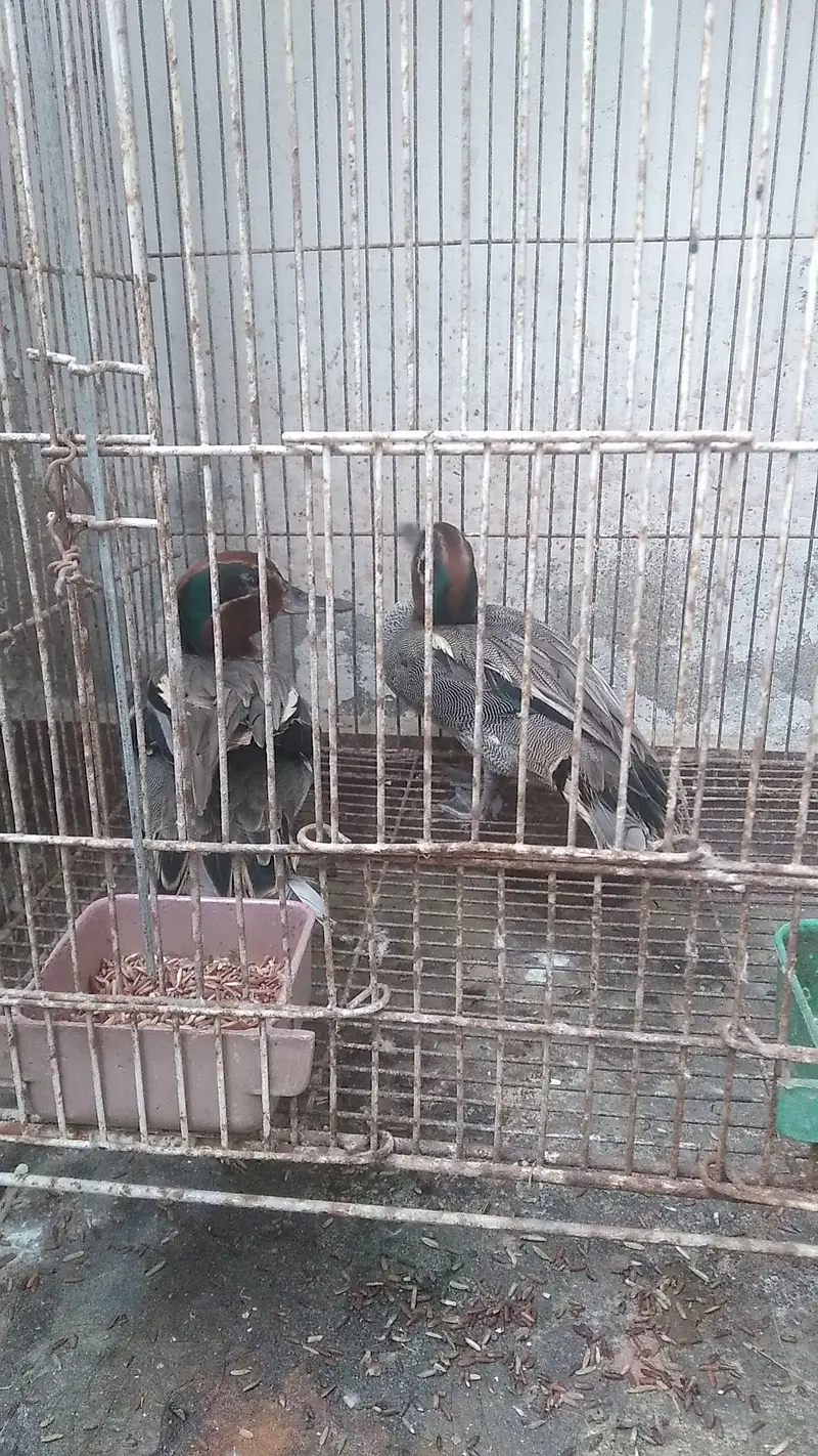 fancy siberien duck pair imported — photo 2