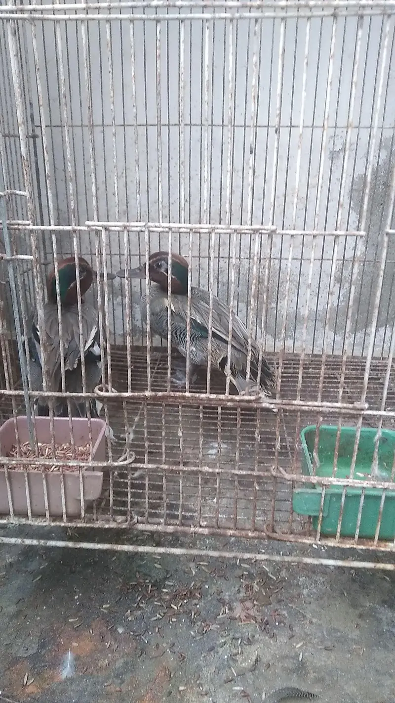 fancy siberien duck pair imported — photo 3