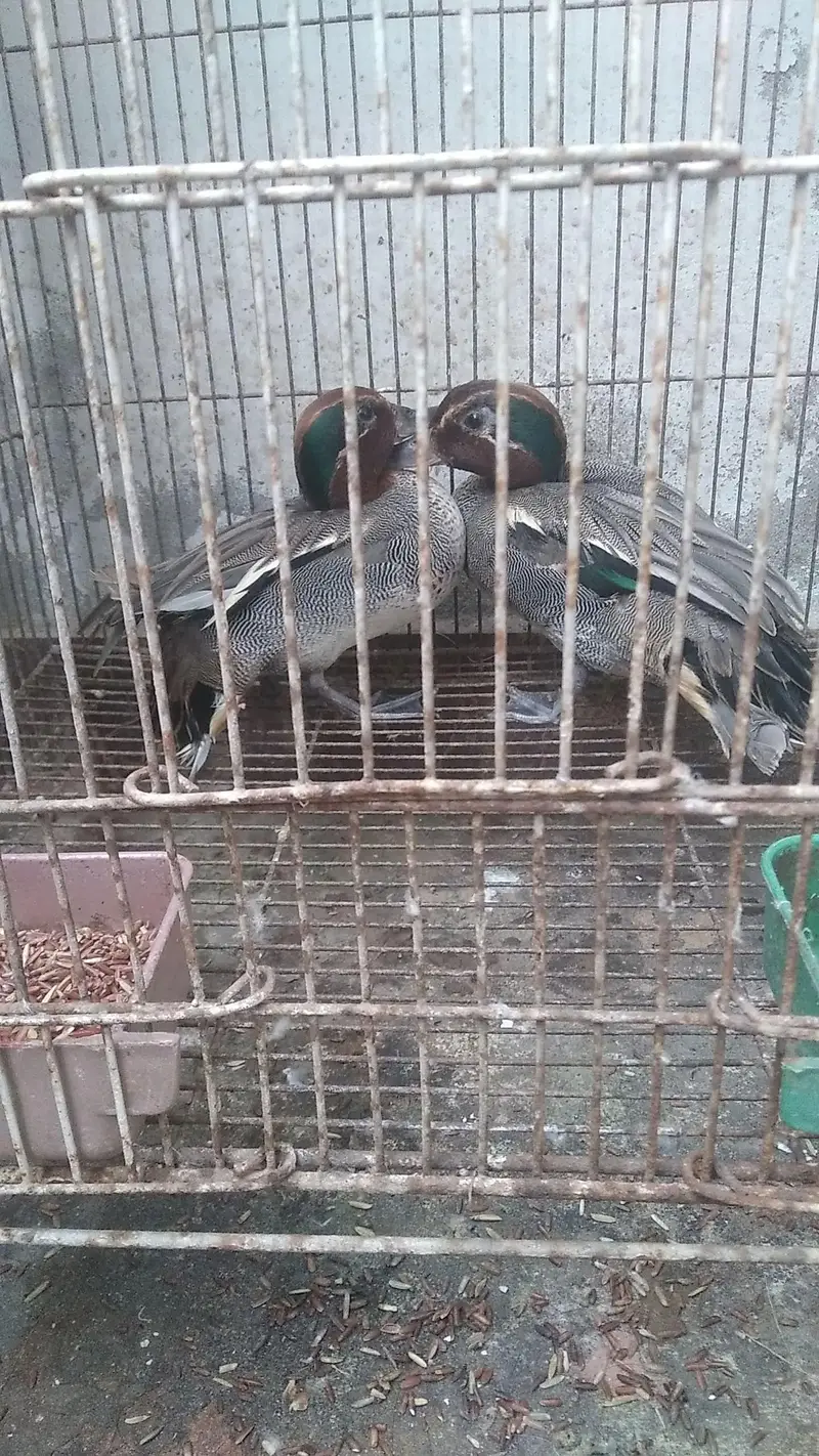 fancy siberien duck pair imported — photo 4