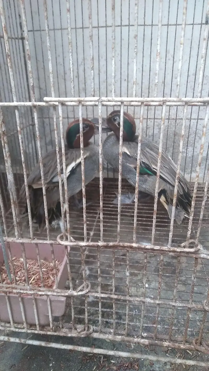 fancy siberien duck pair imported — photo 5