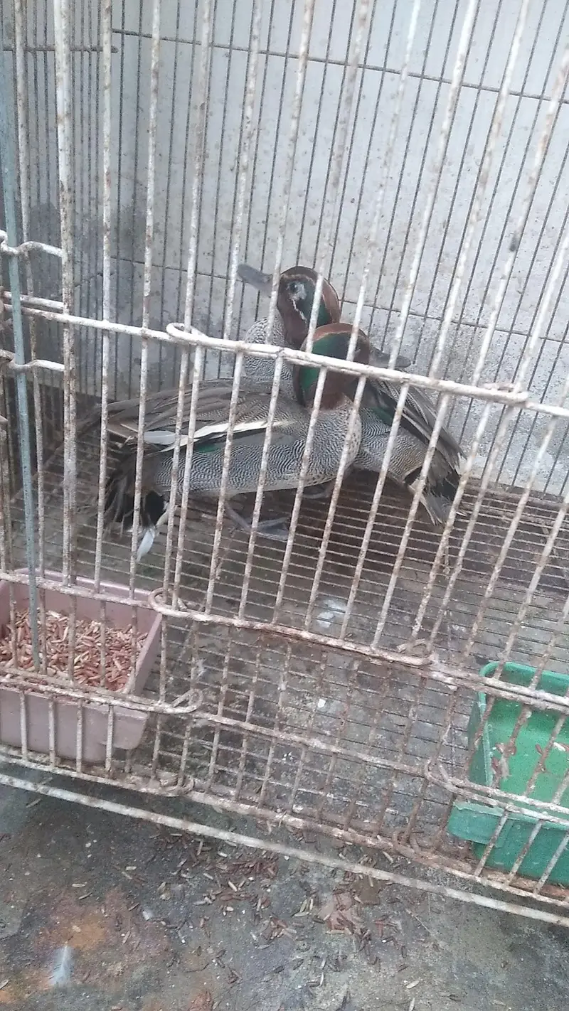 fancy siberien duck pair imported — photo 6