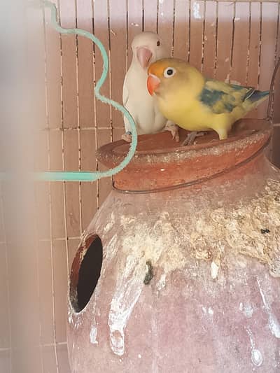 Love birds breeder pair available