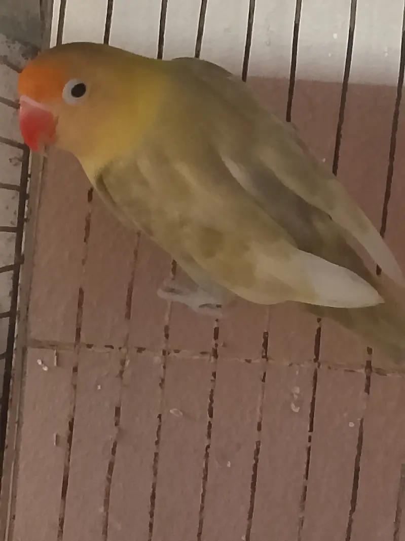 Love birds breeder pair available — photo 2