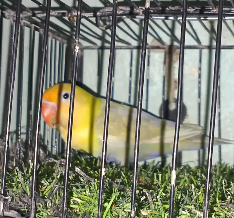 Love birds breeder pair available — photo 3