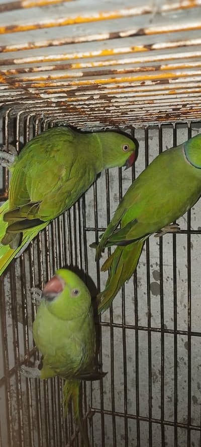 Green Parrot for sale Pair For Sale in Karachi 03350215296