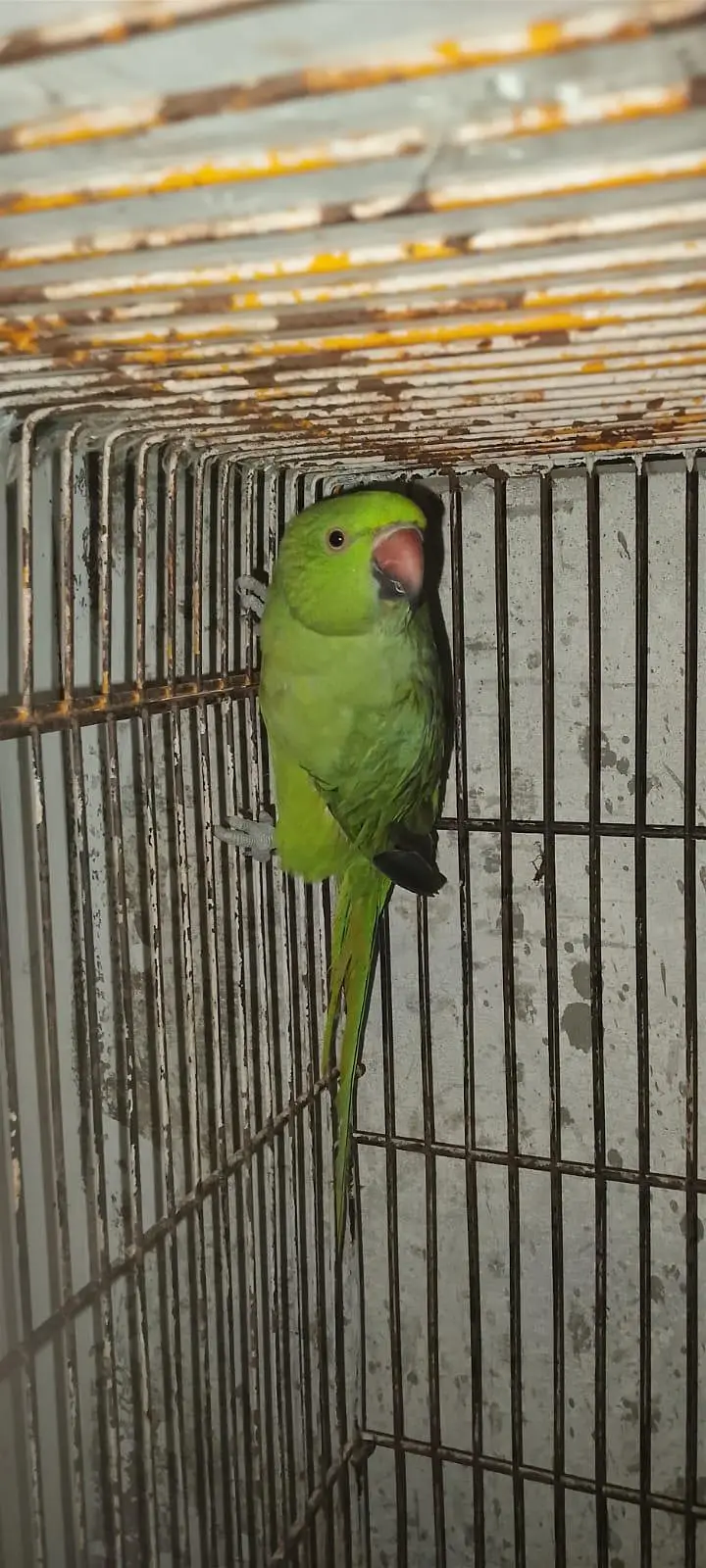 Green Parrot for sale Pair For Sale in Karachi 03350215296 — photo 2