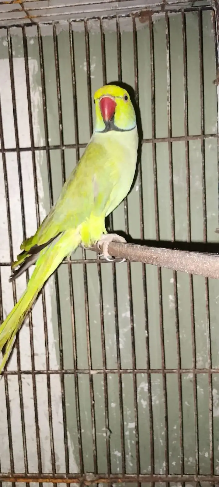 Green Parrot for sale Pair For Sale in Karachi 03350215296 — photo 3