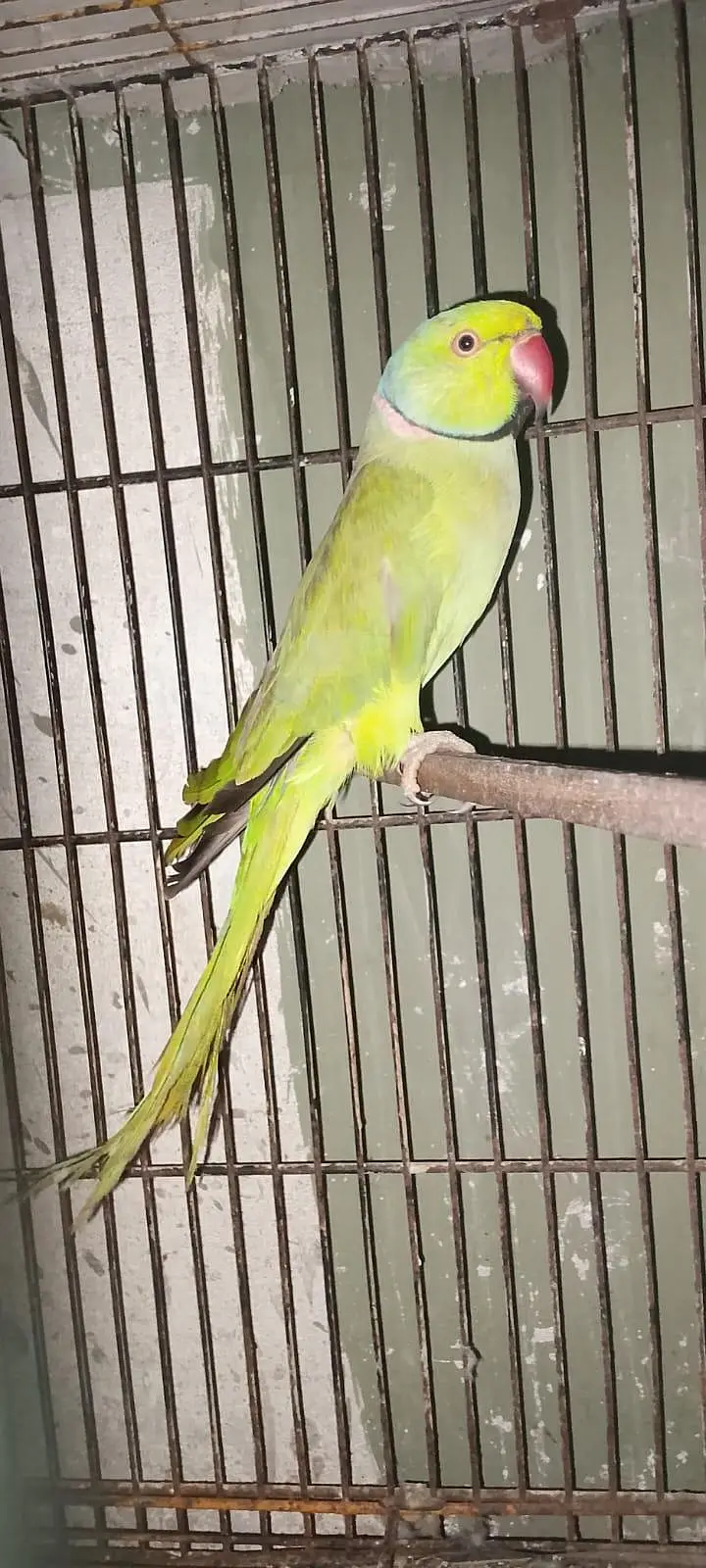 Green Parrot for sale Pair For Sale in Karachi 03350215296 — photo 4