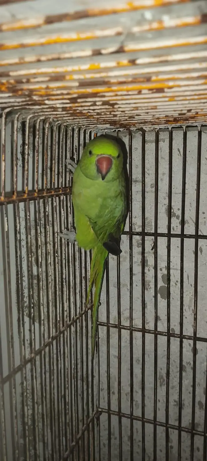 Green Parrot for sale Pair For Sale in Karachi 03350215296 — photo 5