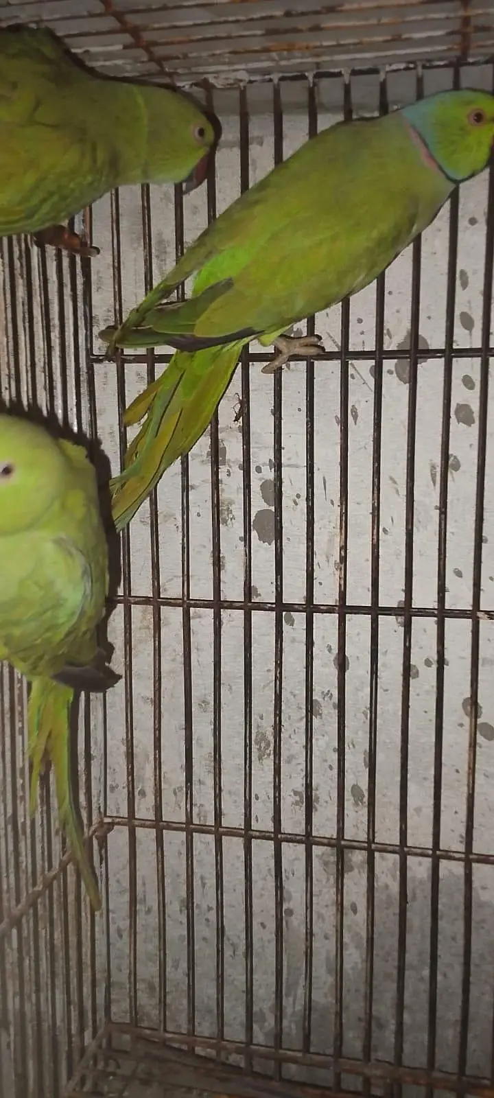 Green Parrot for sale Pair For Sale in Karachi 03350215296 — photo 6