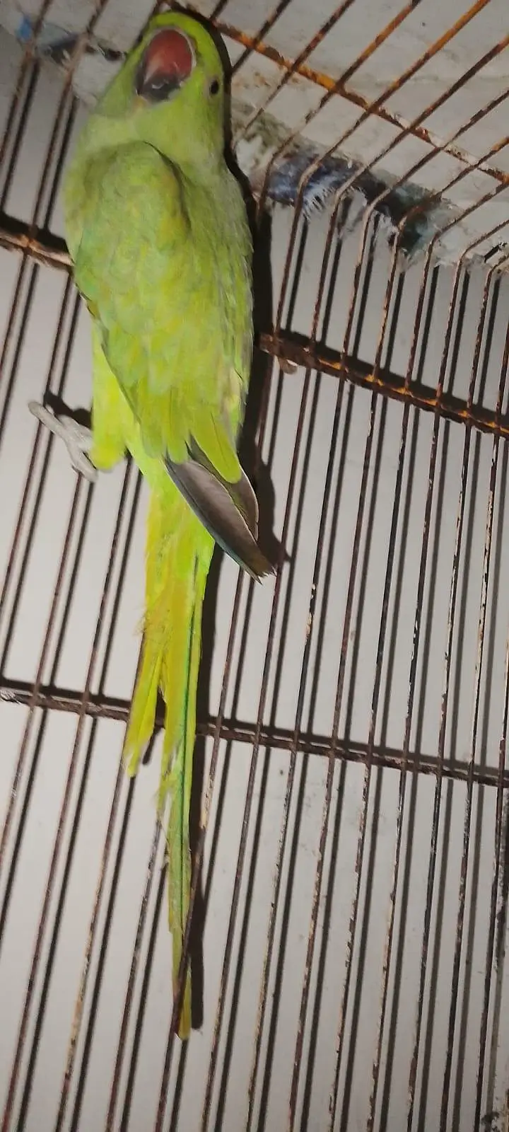 Green Parrot for sale Pair For Sale in Karachi 03350215296 — photo 7
