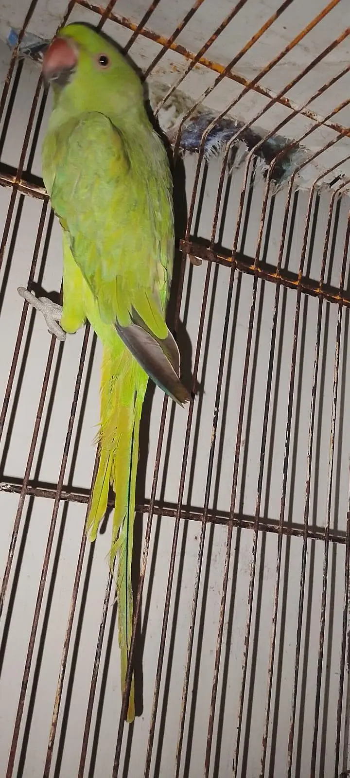 Green Parrot for sale Pair For Sale in Karachi 03350215296 — photo 8