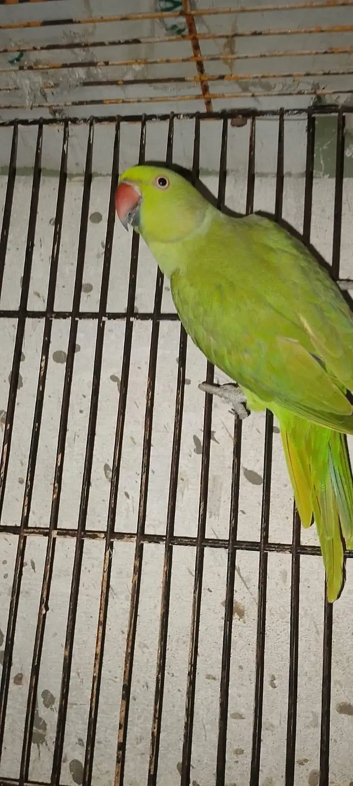Green Parrot for sale Pair For Sale in Karachi 03350215296 — photo 9