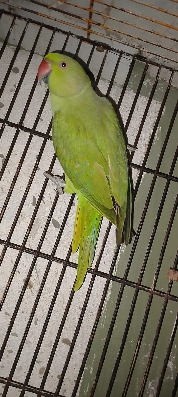 Green Parrot for sale Pair For Sale in Karachi 03350215296 — photo 10