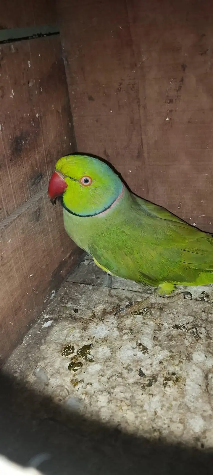 Green Parrot for sale Pair For Sale in Karachi 03350215296 — photo 11