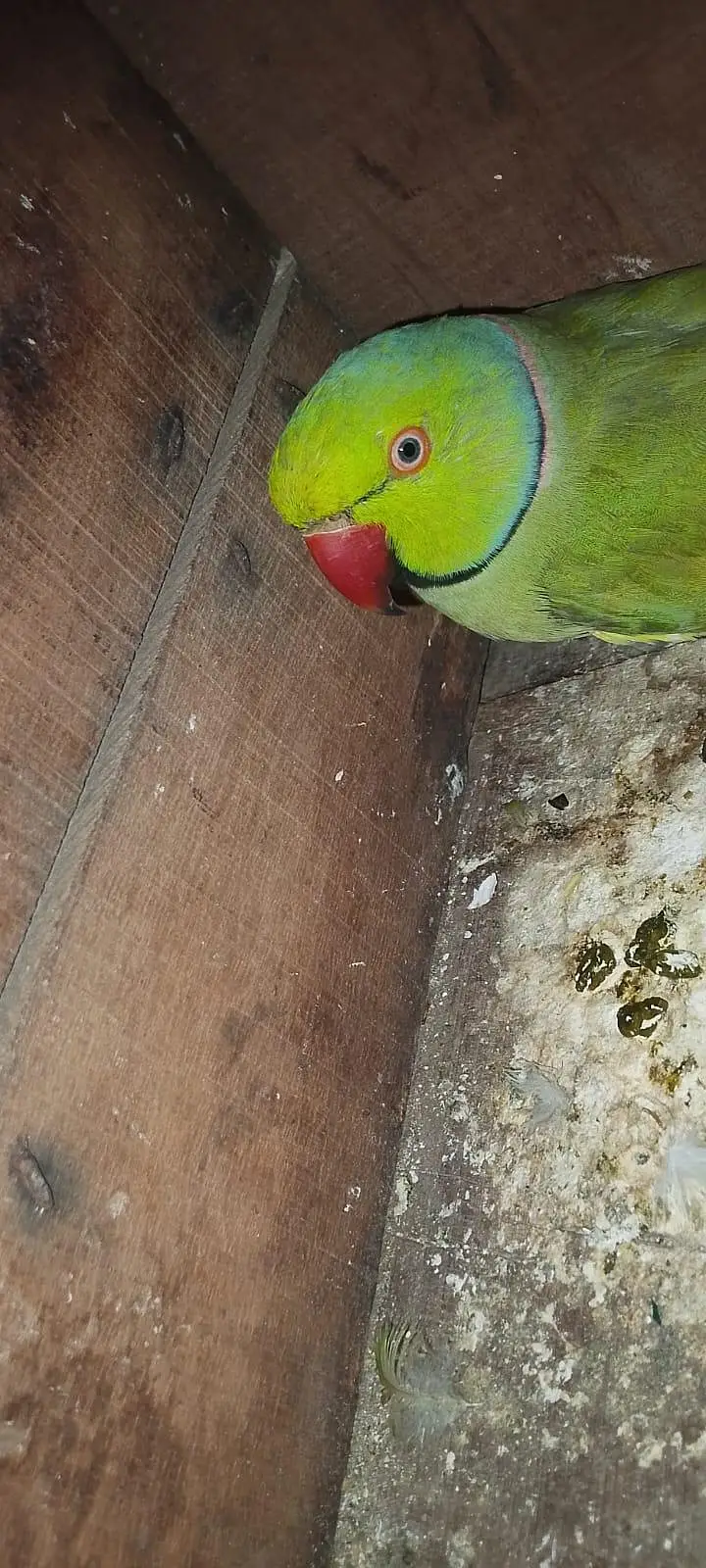 Green Parrot for sale Pair For Sale in Karachi 03350215296 — photo 12