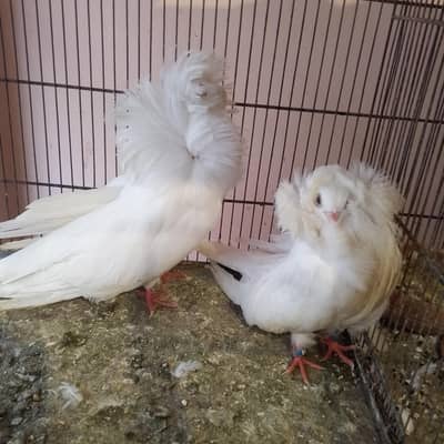 Jacobin pair available (naqabposh). Healthy and active
