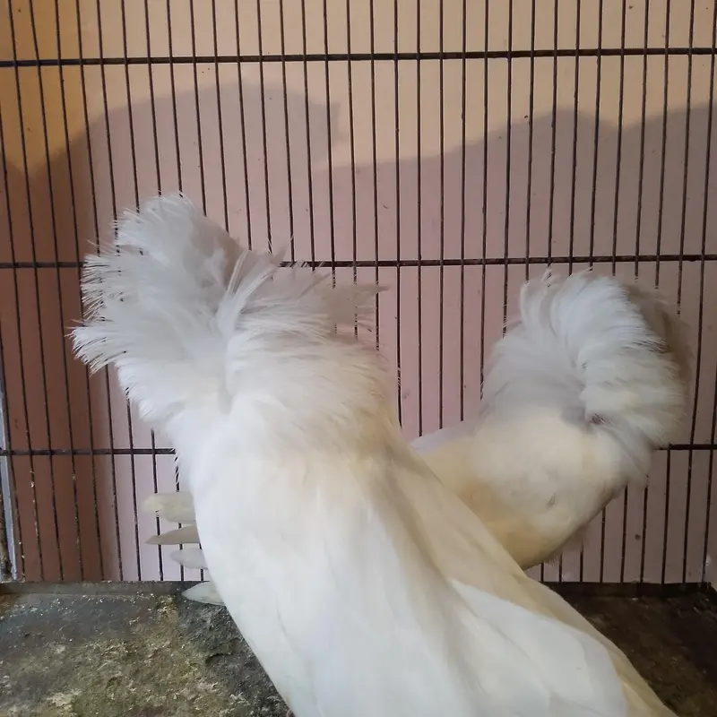 Jacobin pair available (naqabposh). Healthy and active — photo 2