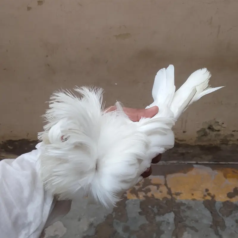 Jacobin pair available (naqabposh). Healthy and active — photo 3