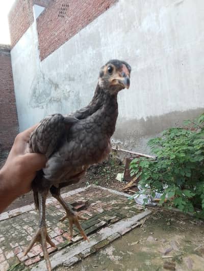Thai chicks for sale