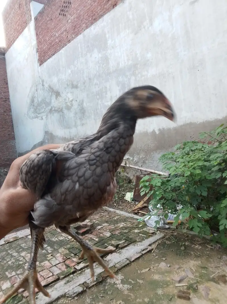 Thai chicks for sale — photo 2