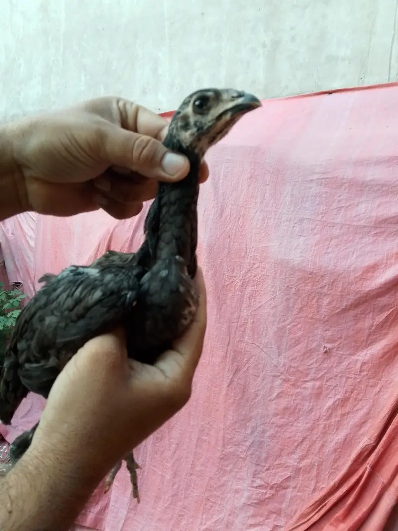 Thai chicks for sale — photo 3
