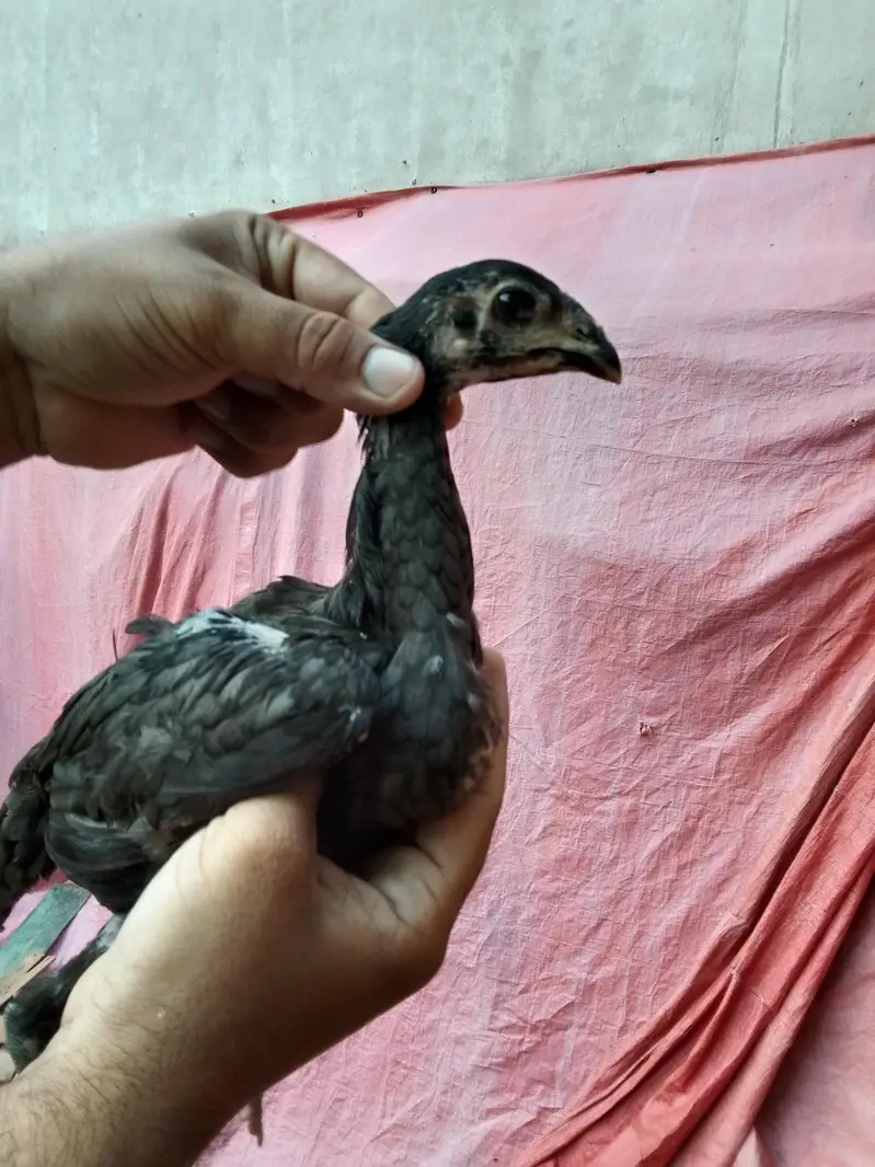 Thai chicks for sale — photo 4