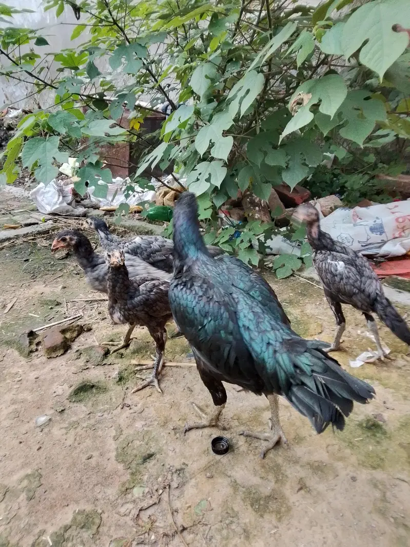 Thai chicks for sale — photo 5