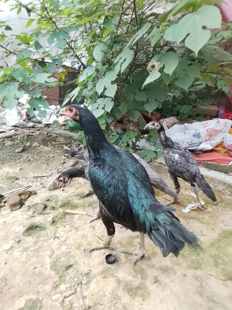 Thai chicks for sale — photo 6