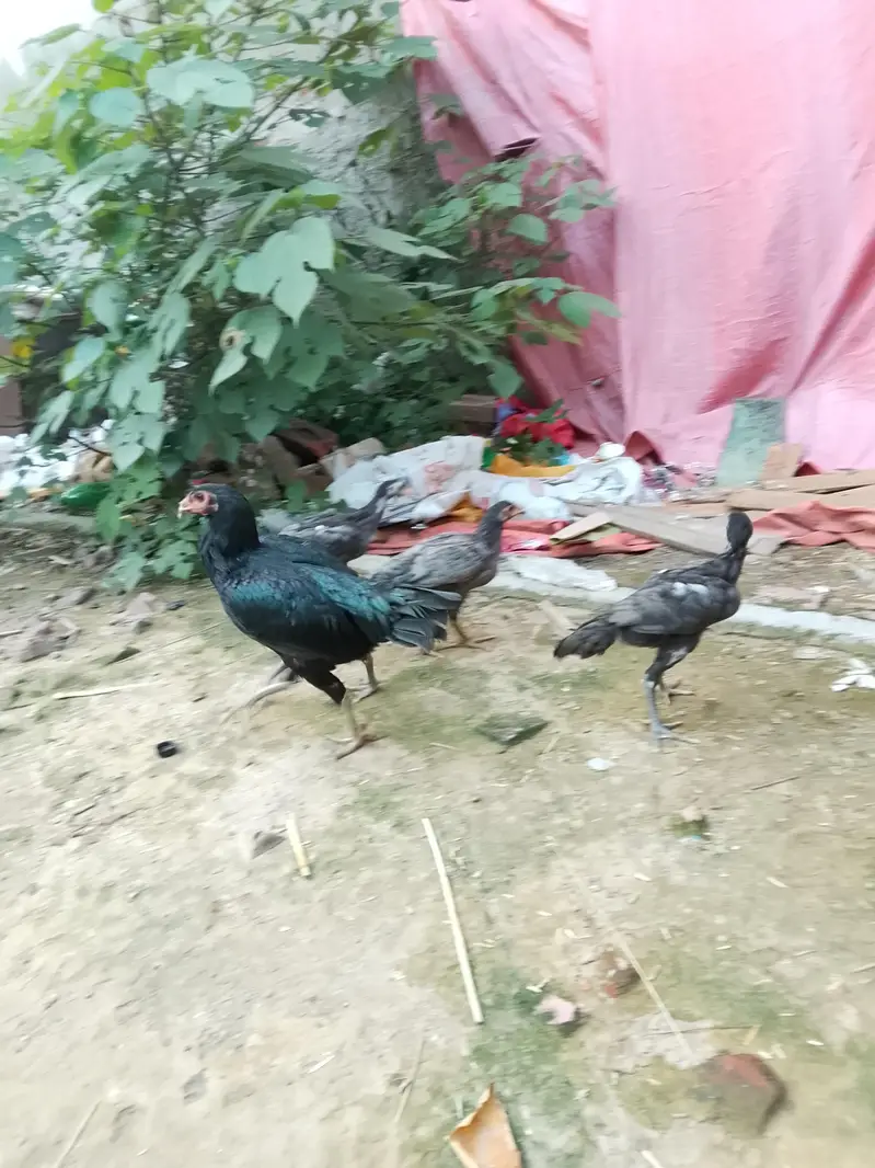 Thai chicks for sale — photo 7