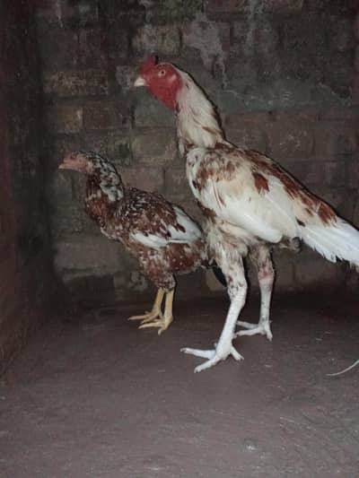 aseel pair