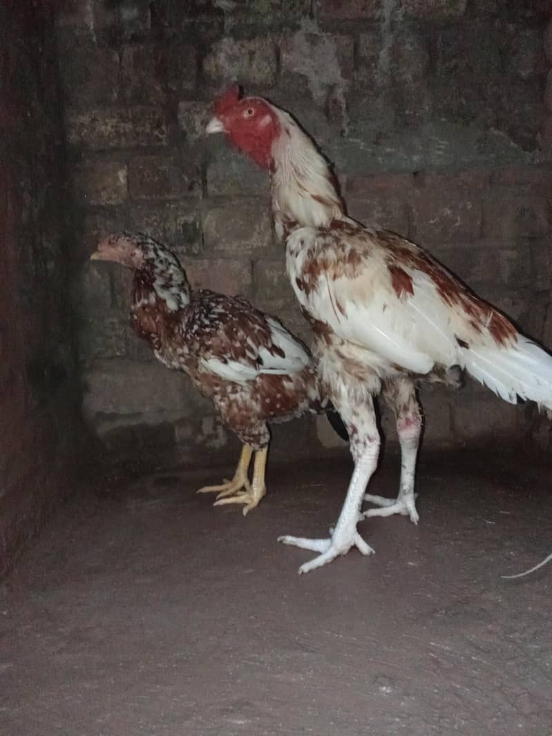 aseel pair 0