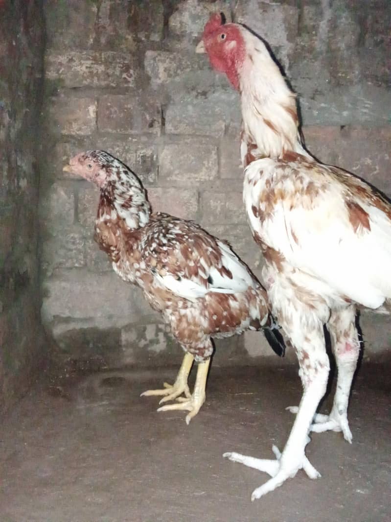 aseel pair 1