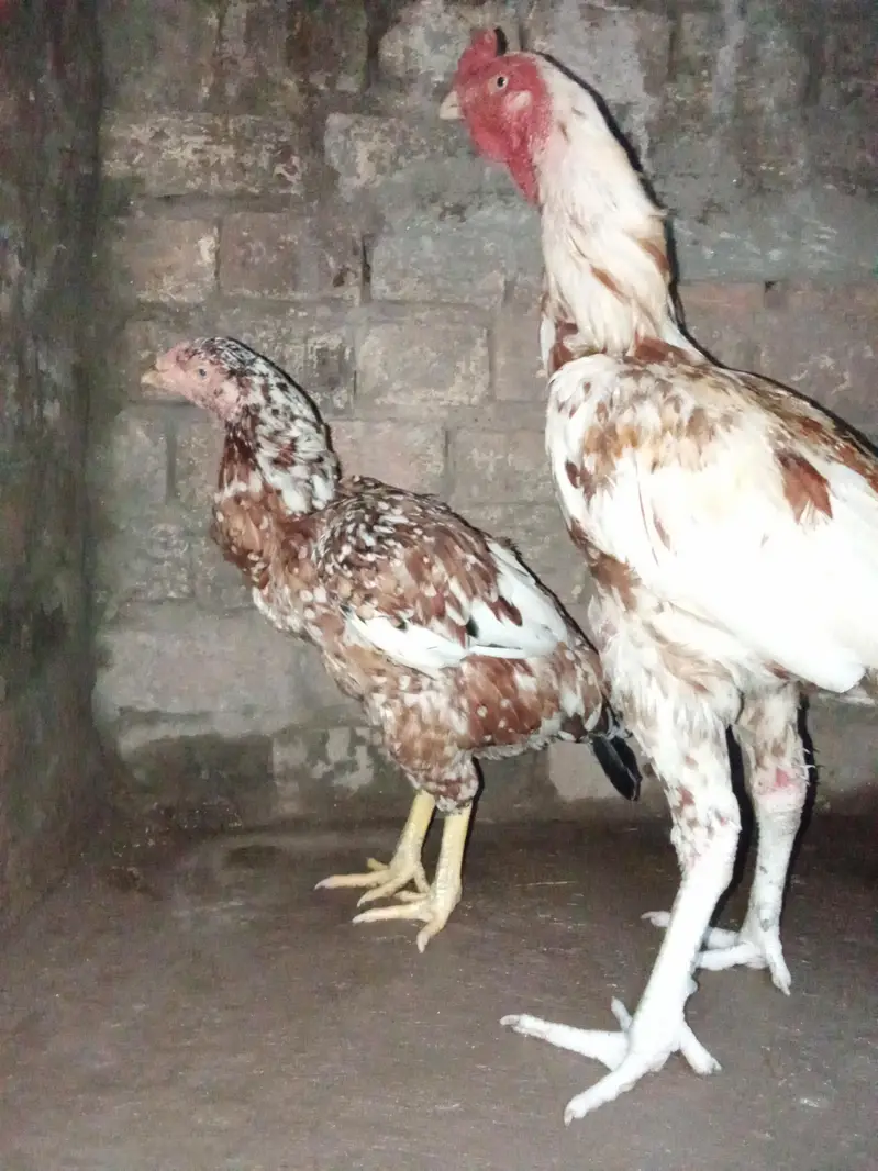 aseel pair — photo 2