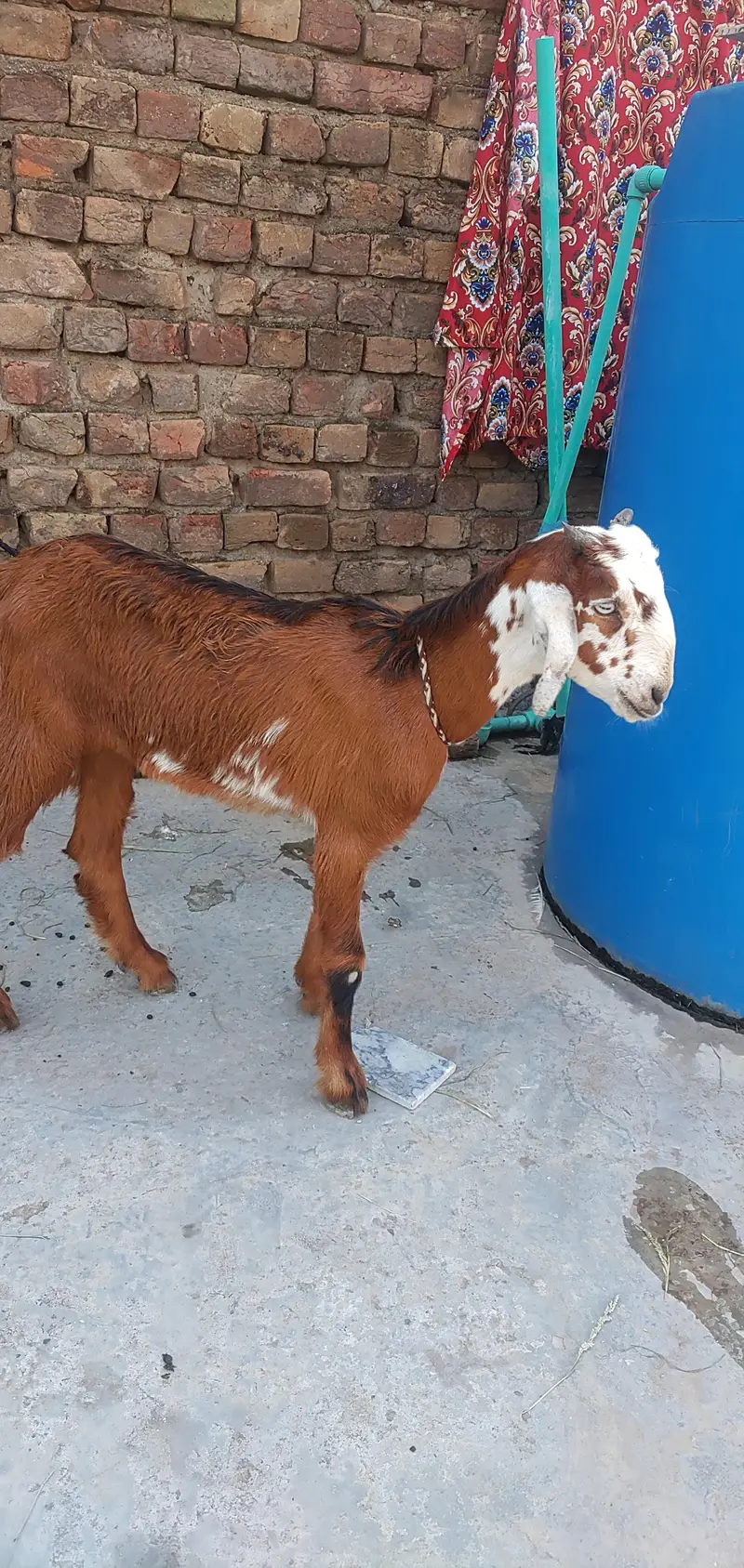 Teddy Female Phatt — photo 2