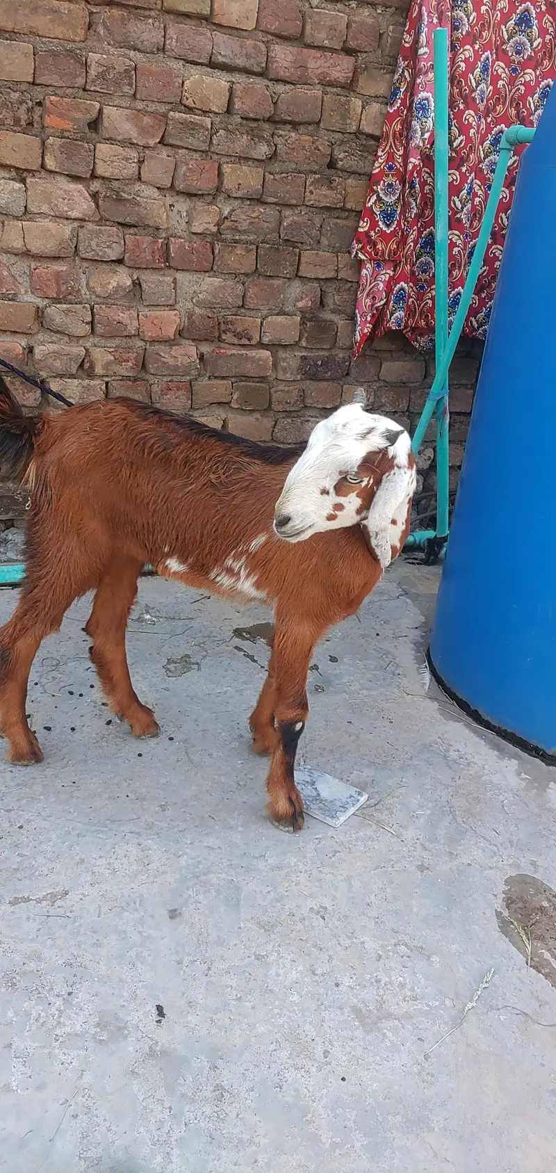 Teddy Female Phatt — photo 3