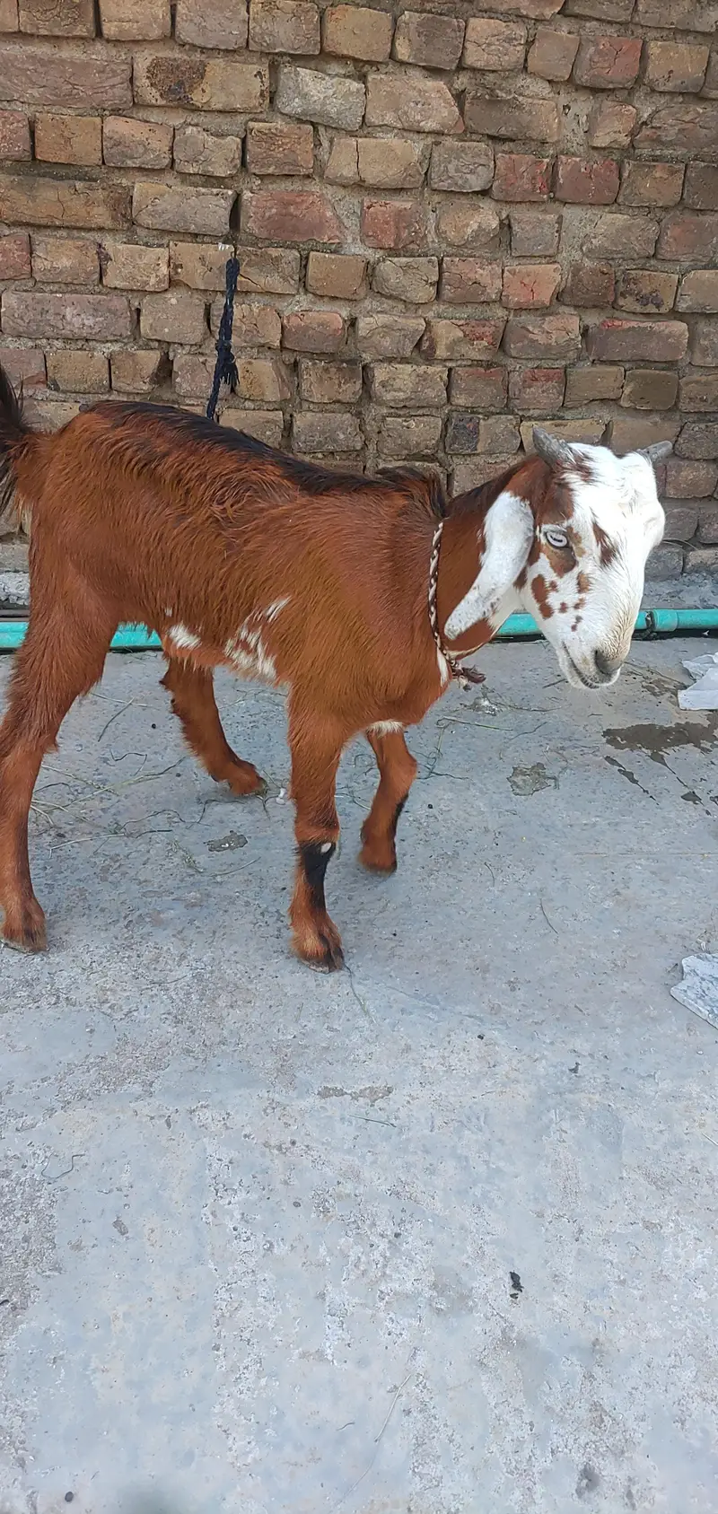 Teddy Female Phatt — photo 5