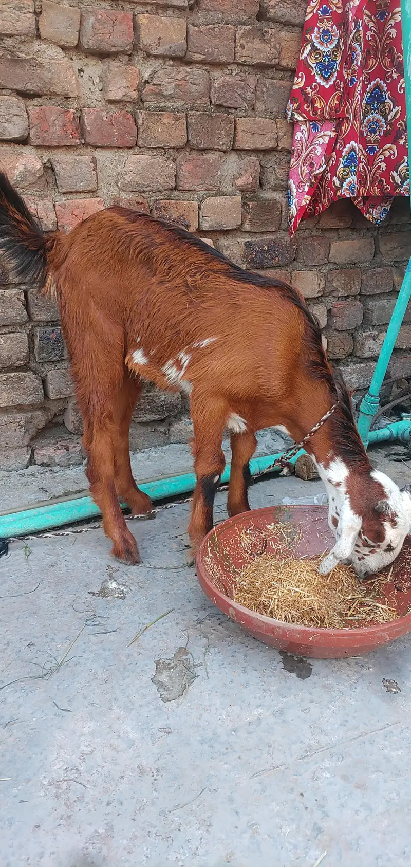 Teddy Female Phatt — photo 6