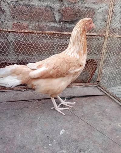Australian hen top quality