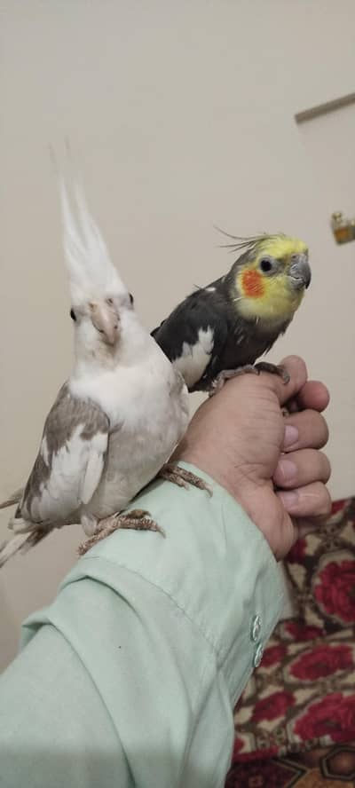 Talking & Singing Cockatiel Pair
