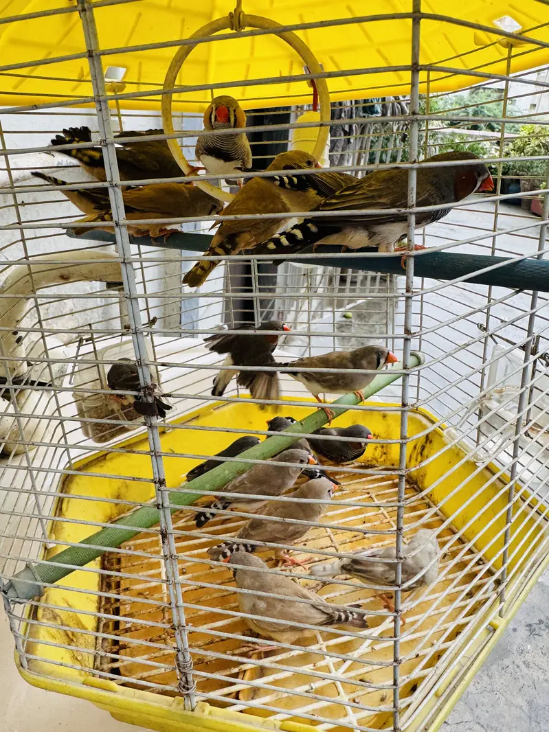Common Finches — photo 2