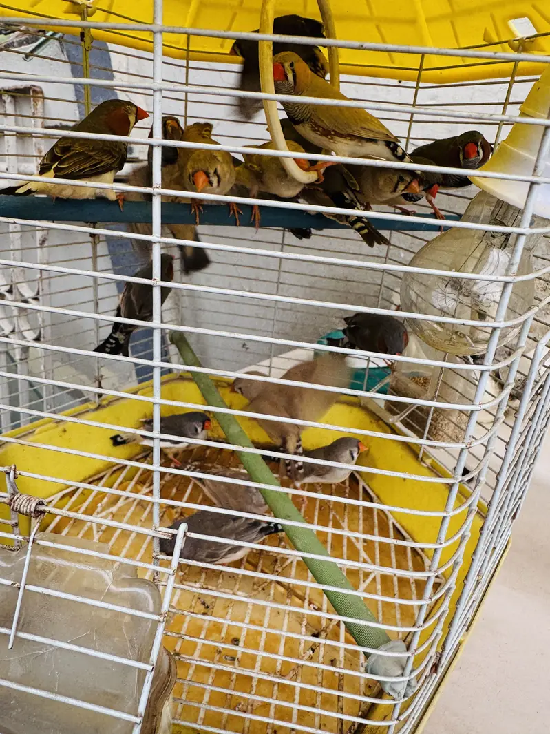 Common Finches — photo 3