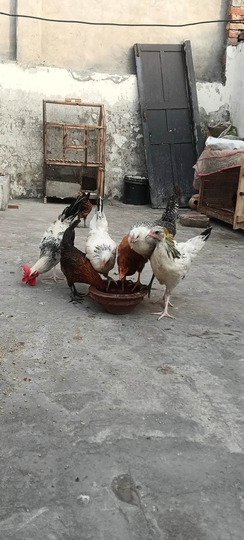 Egg Starter 8 piece 1 Roster 7 Murghiya — photo 2