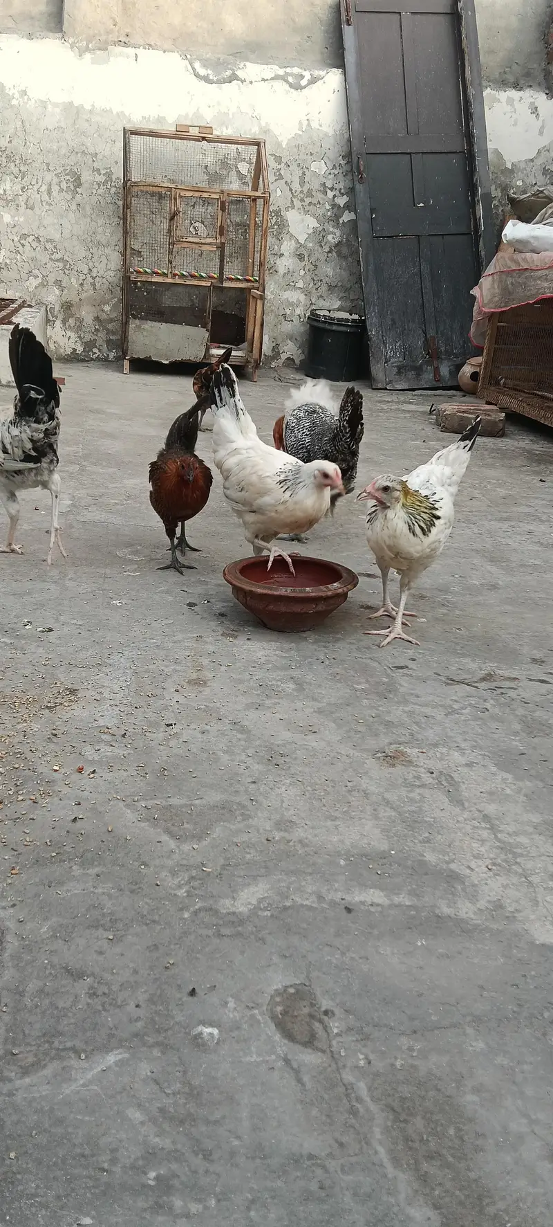 Egg Starter 8 piece 1 Roster 7 Murghiya — photo 3
