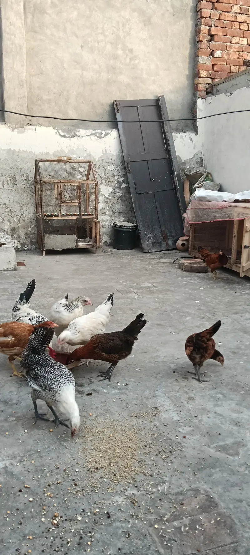 Egg Starter 8 piece 1 Roster 7 Murghiya — photo 4