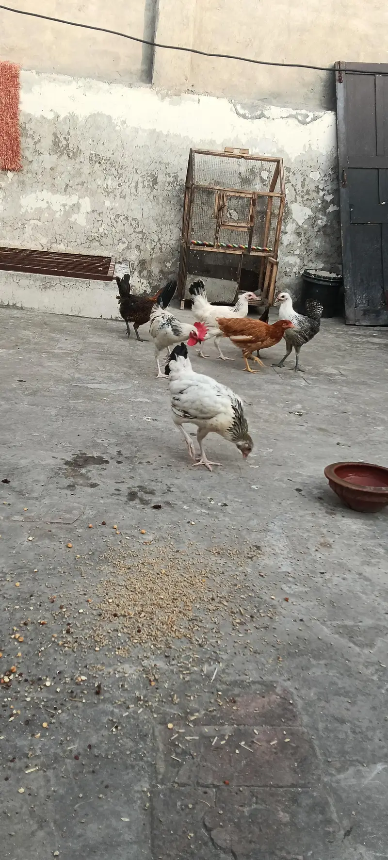 Egg Starter 8 piece 1 Roster 7 Murghiya — photo 5
