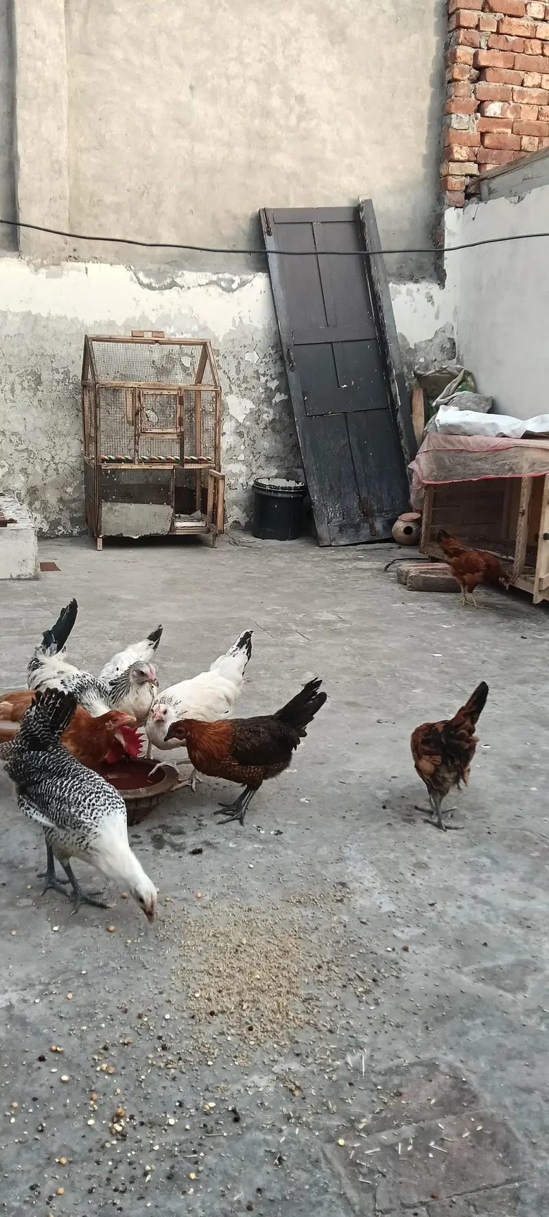 Egg Starter 8 piece 1 Roster 7 Murghiya — photo 6
